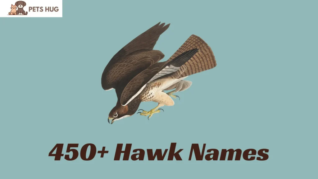 Hawk Names